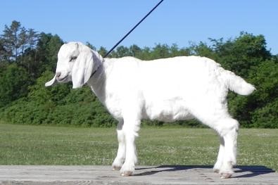 Goat For Sale - Lily (GSG - 008) at Griffin Sport Horses & Goats