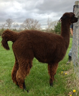 Alpaca For Sale - Heatherbrook's Juju at Heatherbrook Farms