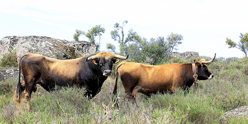 Photo from <a target = blank href='http://breedingback.blogspot.com/2014/05/some-other-aurochs-like-cattle-pt-i.html' class = body>The Breed Back Blog </a>