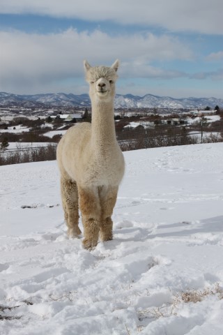 Alpaca For Sale - Xanadu P Bravado at Windrush Hill Farm