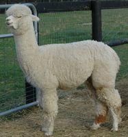 Alpaca For Sale - Corazon's Royal Peruvian Princess at Good Time Ridge Farm, LLC