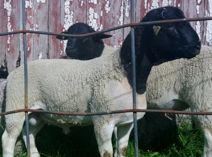 Sheep For Sale - Fullblood Registered Scrapie RR Dorper Ram Tag Number 1414 at Windy Hill Farms 