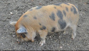 Pig For Sale - Show quality ginger/black/white double wattled gilt at At Witsend Farm