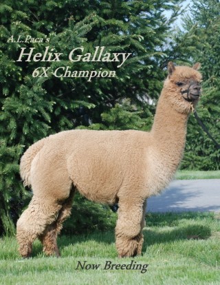 Alpaca For Sale - A.L.Paca's Helix Galaxy at Alpacas of the Alleghenies, LLC