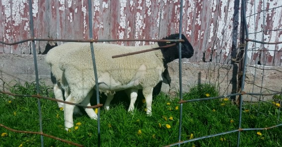 Sheep For Sale - Fullblood Registered Scrapie RR Dorper Ram Tag Number 1415 at Windy Hill Farms 
