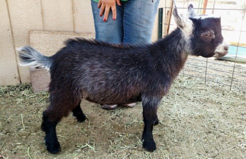 Goat For Sale - TigerLily Trail Starboy at TigerLily Trail Ranch