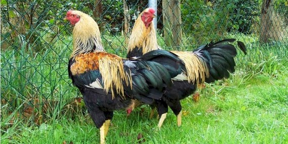 Kraienkoppe (Twentse) Chickens