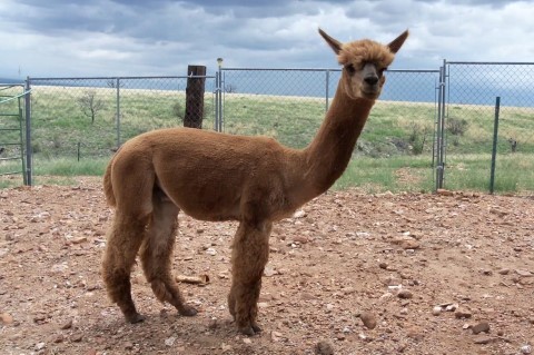 Alpaca For Sale - FJR EQUINOX at Thunder Mountain Alpaca Ranch