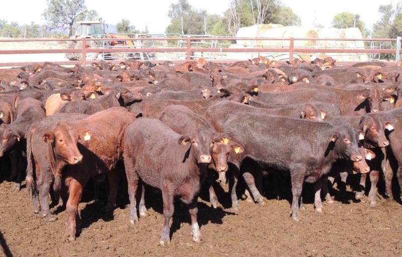 Cattle For Sale - Angus, Angus Cross, Beefmaster Cross, Brahman Cross Cow/Calf Pairs at A1 Trade Investment 