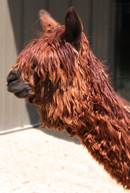Alpaca For Sale - BBFAI Aria at Bluff Breeze Farm 
