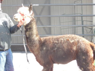 Alpaca For Sale - EE Simba at 