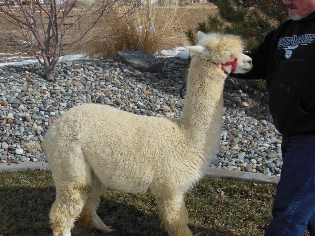 Alpaca For Sale - EE Thumper at 