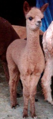Jeeves as a cria