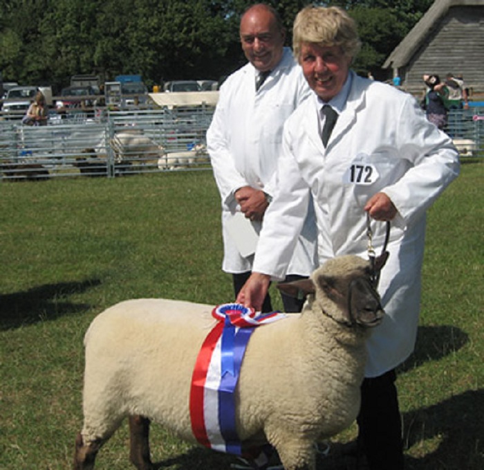 Sheep For Sale - Dorset Down Rare Breed Sheep Breeders, Tullens Farm Sussex at Tullens Farm