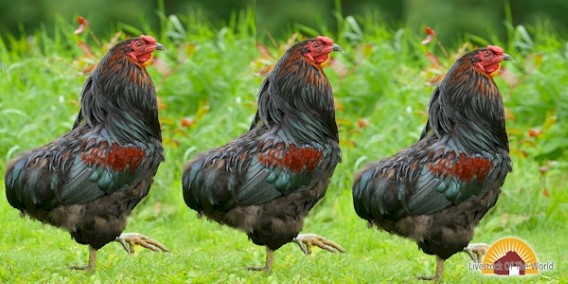 Rumpless Araucana Chickens