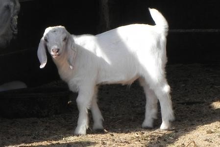 Goat For Sale - GSG-0026 at Griffin Sport Horses & Goats