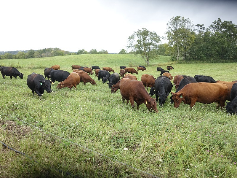 Cattle For Sale - Grassfed Red Devon Herd for sale.  All bred cows, trained to single hot polywire in Southern Ohio. at Grassroots Foods