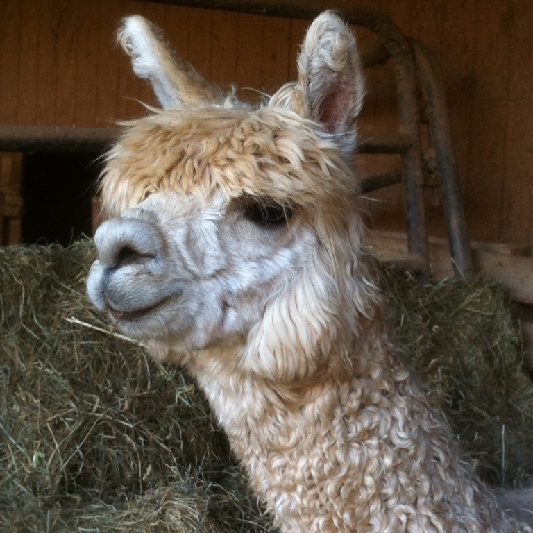 Alpaca For Sale - Stretch Armstrong of Frogs Creek at Frogs Creek Farm