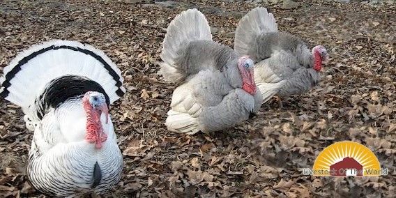 salud Desafortunadamente Asia Breeds of Livestock - Turkeys Breeds