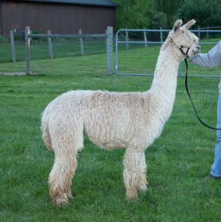 Alpaca For Sale - AJAR Sweet Charity by Diamonte at A.J.'s Alpaca Ranch