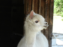 Alpaca For Sale - Pacifica's Bliss at Alpaco Farm 