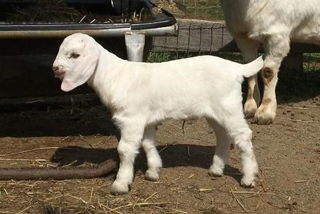 Goat For Sale - GSG-0024 at Griffin Sport Horses & Goats