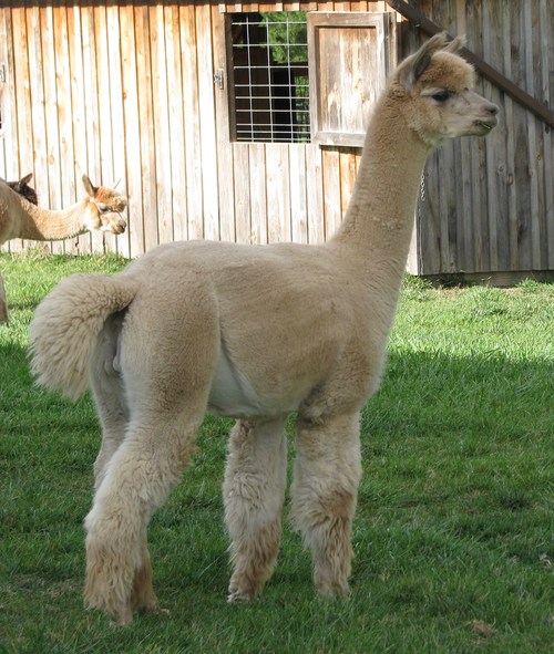 Alpaca For Sale - Kismet's Peruvian Bacchus at Kismet Acres Farm