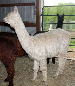 Alpaca For Sale - Triple Treat at Bluff Breeze Farm 