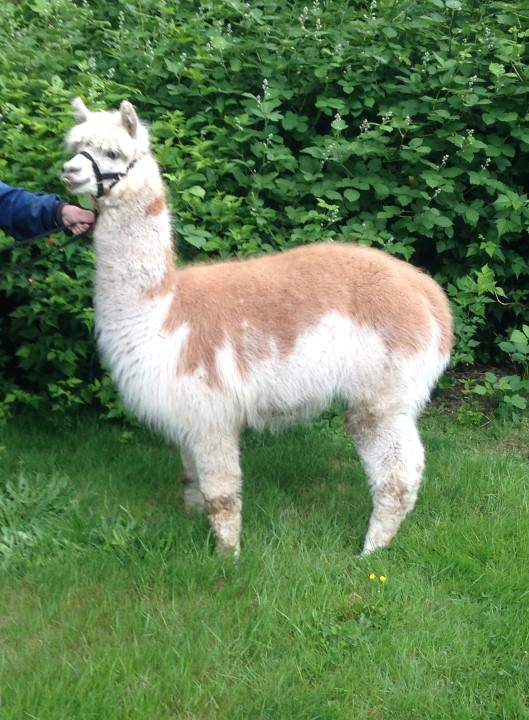 Alpaca For Sale - Altair's The Crimpinator at Alpacas by Armstrong