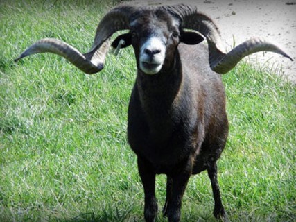 Nebraska rancher sees a future with white Dorper sheep | TheFencePost.com