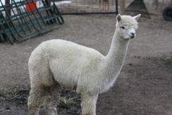 Alpaca For Sale - Castle Rocks Charlemagne's Amelia at Windrush Hill Farm