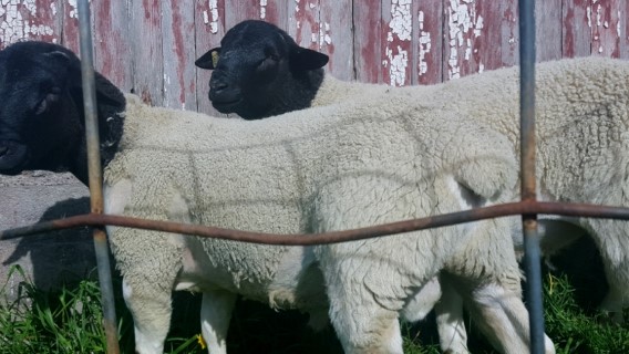 Sheep For Sale - Fullblood Registered Scrapie RR Dorper Ram Tag Number 1416 at Windy Hill Farms 