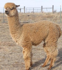 Alpaca For Sale - Bluemesa Arnold at Jewel of the Mountains, LLC