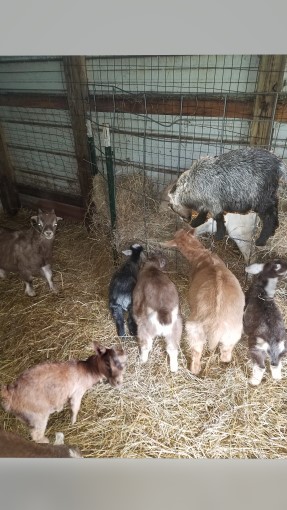 Goat For Sale - multiple at 