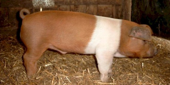 Rotbuntes Schwein pig