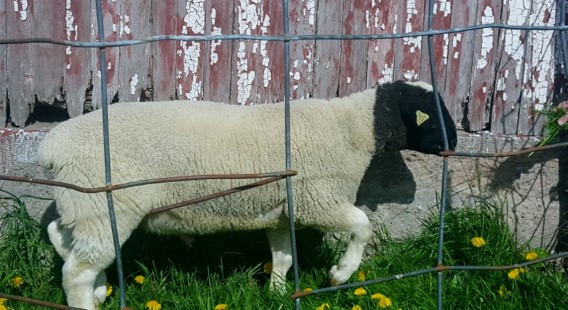 Sheep For Sale - Fullblood Registered Scrapie RR Dorper Ram Tag Number 1417 at Windy Hill Farms 