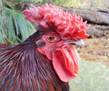 Redcap Chickens