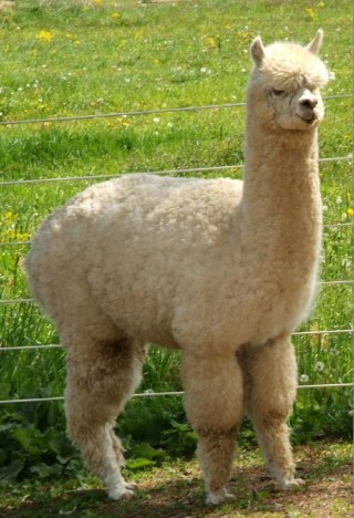 Alpaca For Sale - Sir Peruvian Accoyo Senator at Hidden Pastures, LLC