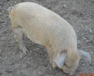 Pig For Sale - Breeding-quality double wattled boar at At Witsend Farm