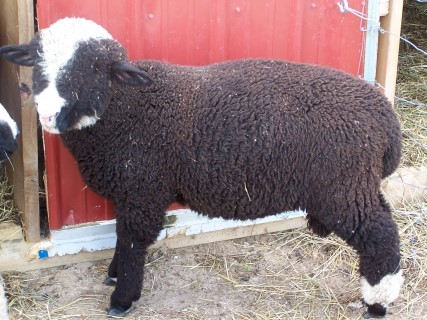 Sheep For Sale - Blaze at Promised Land Sheep and Beef