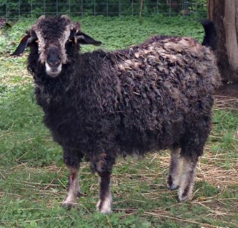 Goat For Sale - SVMF Lyra at Hidden Pastures, LLC