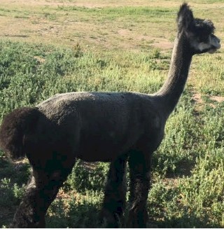 Alpaca For Sale - Sprite's Oreo at Christian Farm 