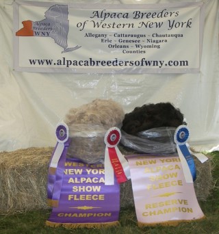 Award winning fleece!