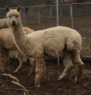 Alpaca For Sale - Bronson of Frogs Creek at Frogs Creek Farm