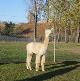 Alpaca For Sale - Avenger Peruvian-Tierra at Good Time Ridge Farm, LLC