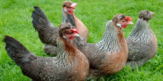 Legbar Chickens