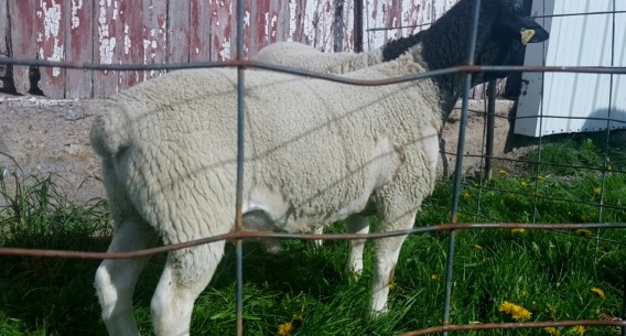 Sheep For Sale - Fullblood Registered Scrapie RR Dorper Ram Tag Number 1419 at Windy Hill Farms 