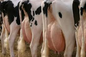 Cattle For Sale - Holstein Cows with High Milk Production at Chulowat farms