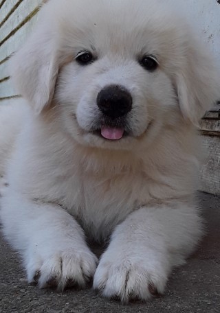 Dog For Sale - Great Pyrenees Female Puppy at Bunny Hills Farm