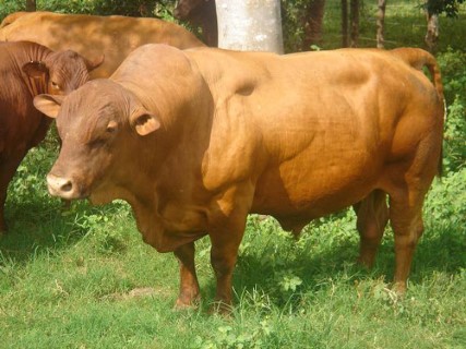 Senepol Cows